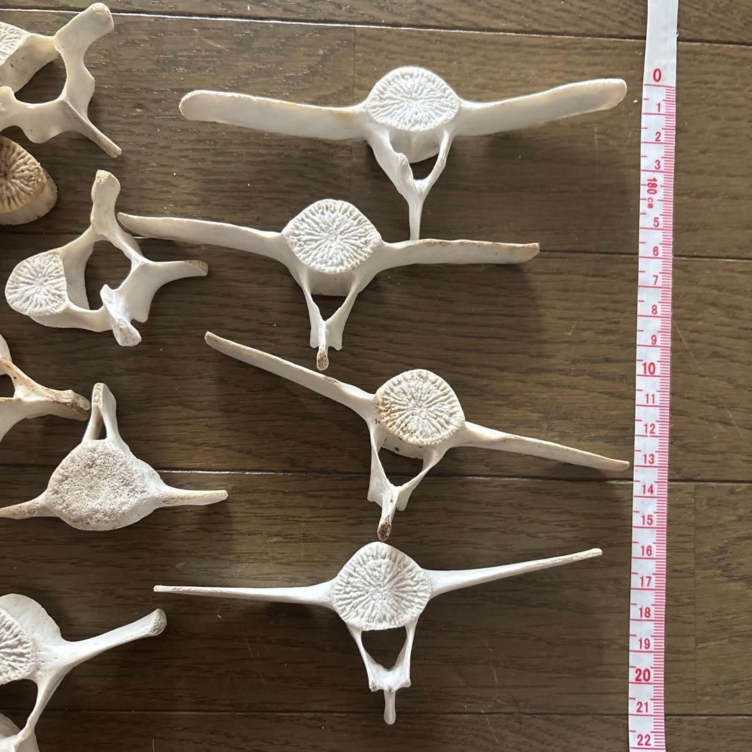 【希少】値下げ！イルカ　スナメリ10本セット　背骨　椎骨　標本　骨格標本