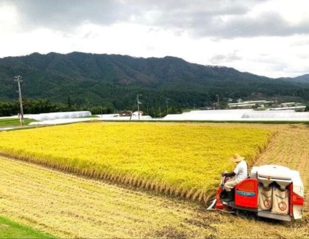 令和7年度産　山口県産（新米）30kg恋の予感　白米/玄米　農家直送　送料無料