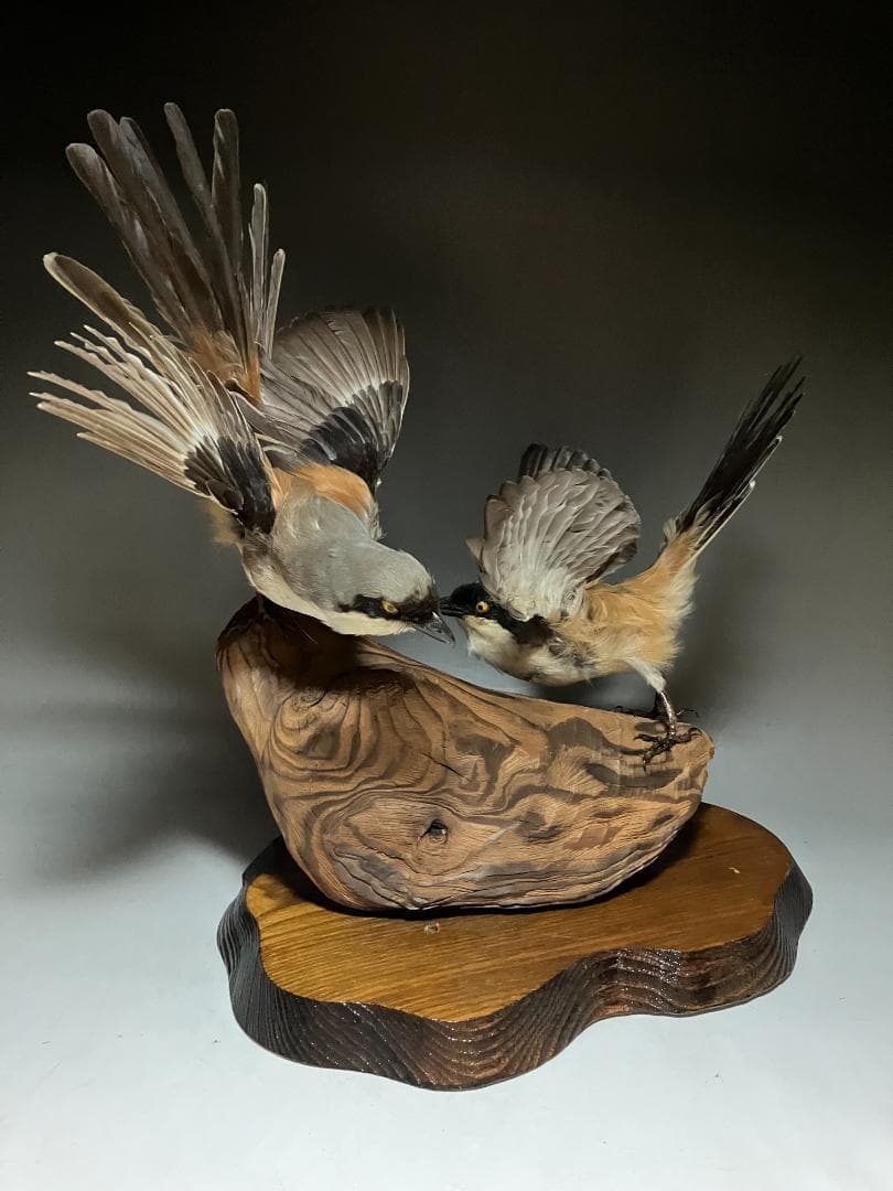 もずの剥製：種の保存法に該当しない鳥