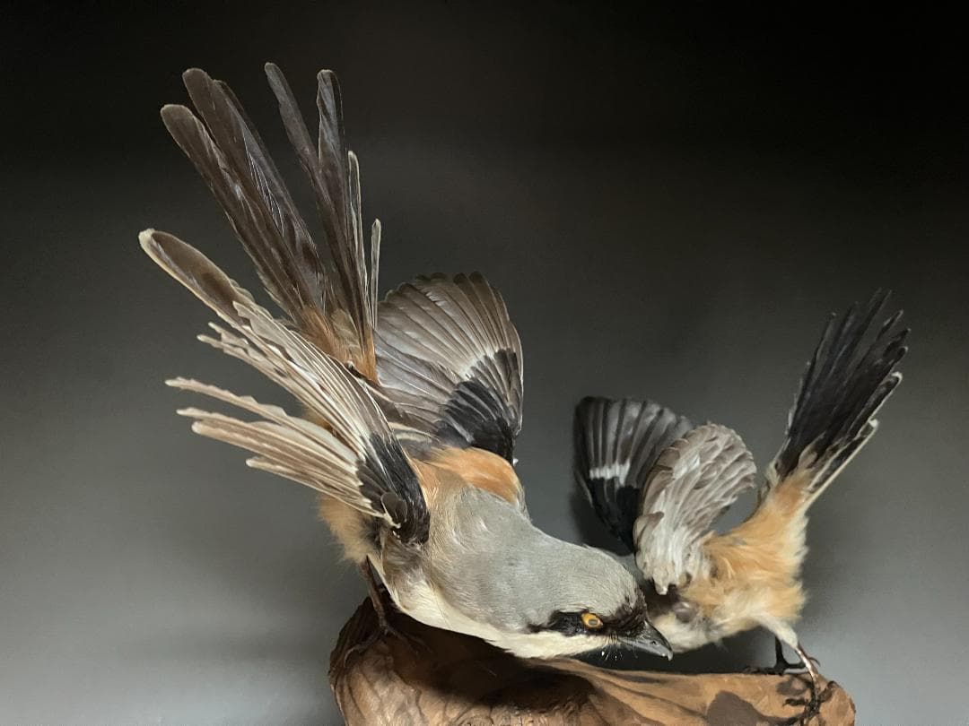 もずの剥製：種の保存法に該当しない鳥