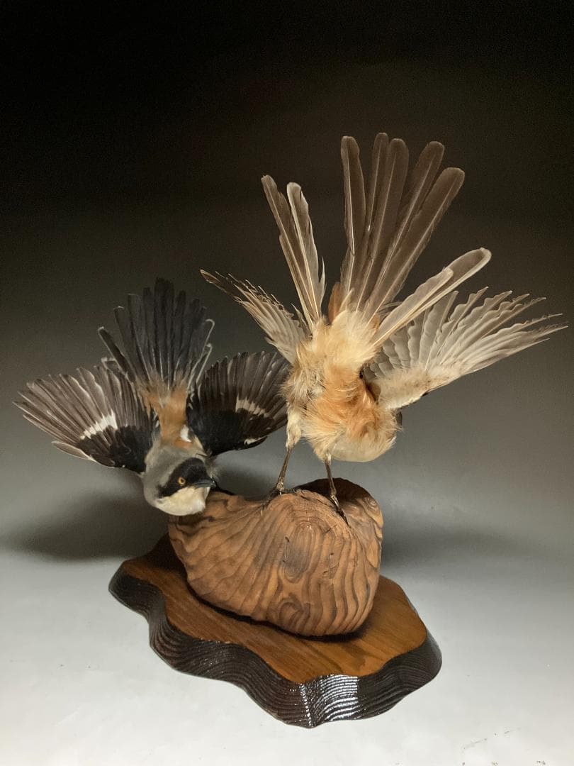 もずの剥製：種の保存法に該当しない鳥