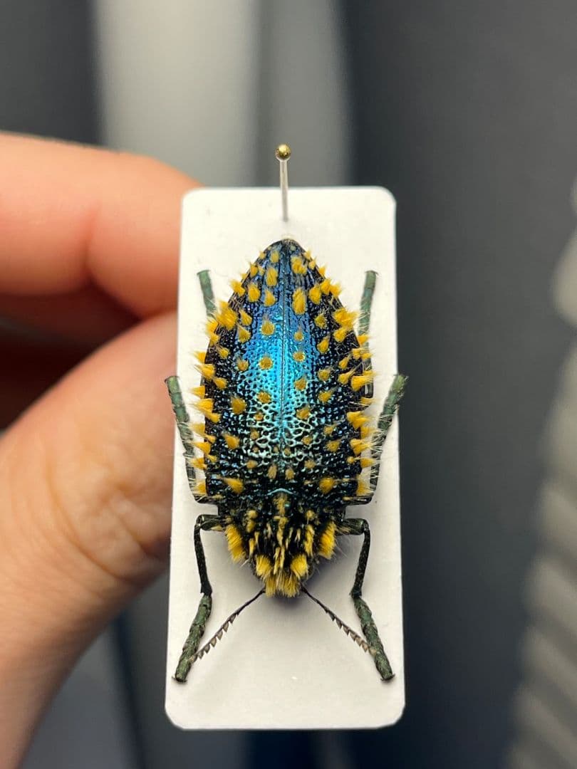 【極美展足】ムラサキケブカフトタマムシ スハンダエ プラチナコガネコブハムシ標本