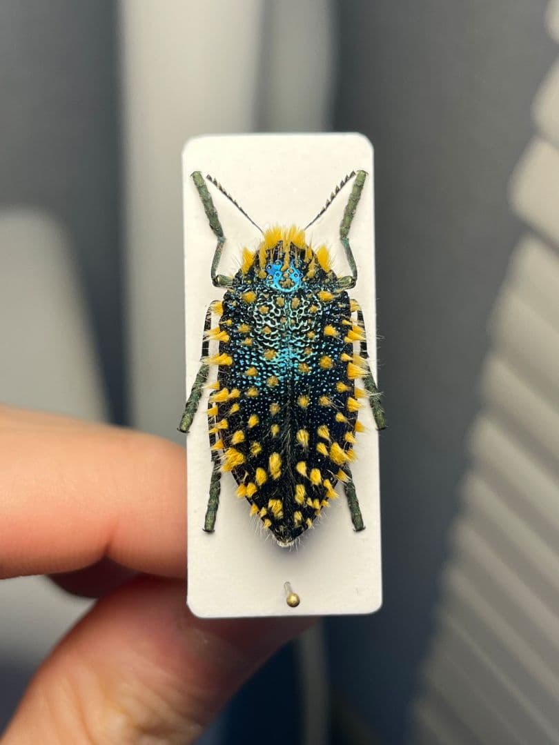 【極美展足】ムラサキケブカフトタマムシ スハンダエ プラチナコガネコブハムシ標本