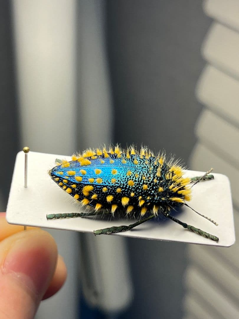 【極美展足】ムラサキケブカフトタマムシ スハンダエ プラチナコガネコブハムシ標本