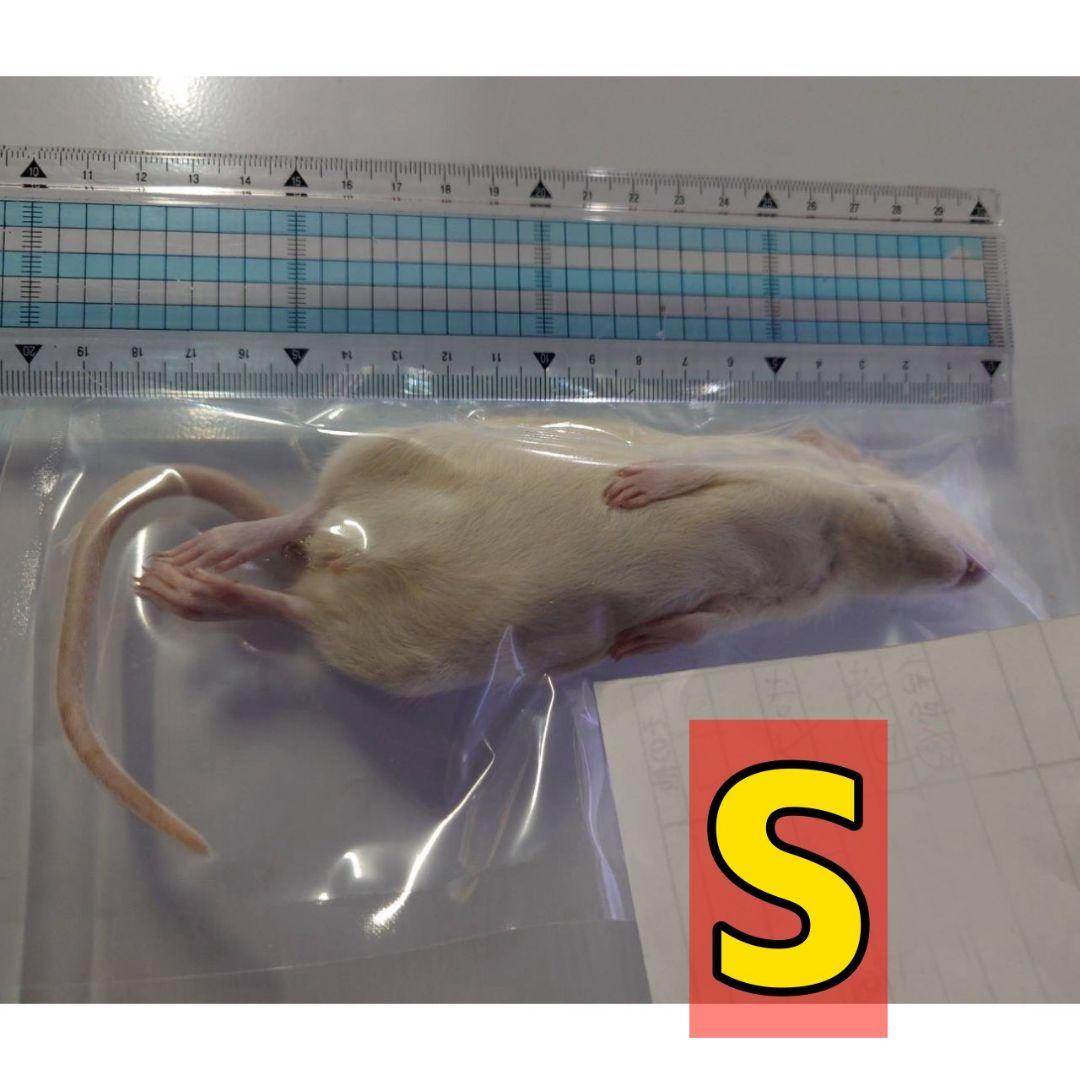 冷凍ラット 70~85g 30匹セット