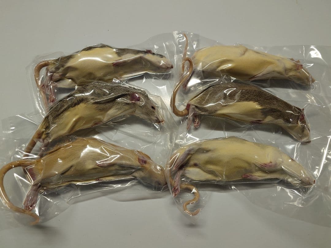冷凍ラット 70~85g 30匹セット