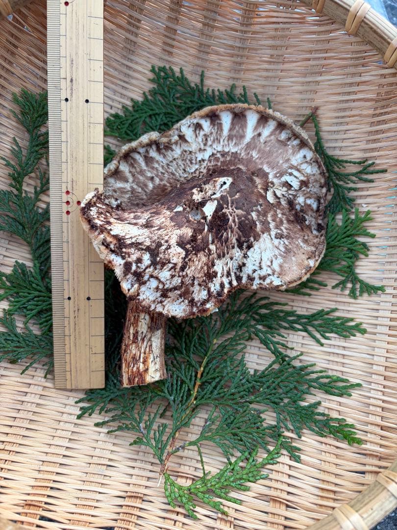 【訳あり】　　国産松茸　　180g 徳島県産