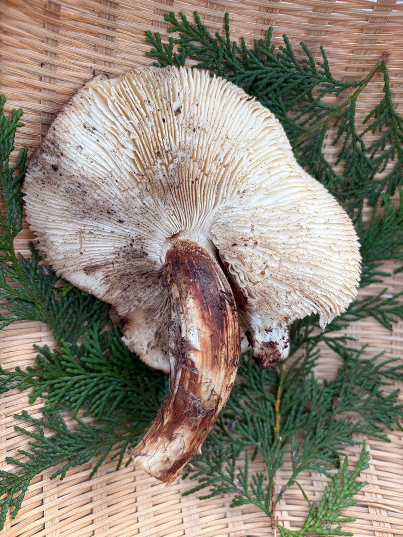 【訳あり】　　国産松茸　　180g 徳島県産