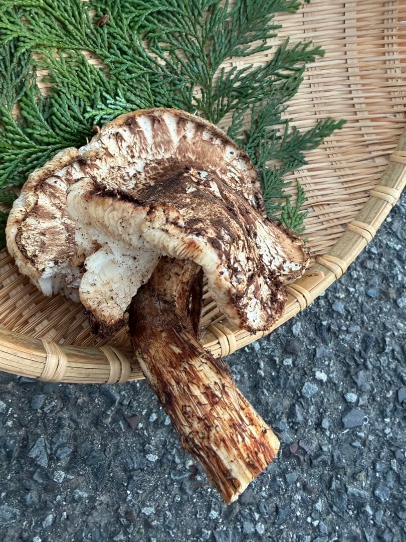 【訳あり】　　国産松茸　　180g 徳島県産