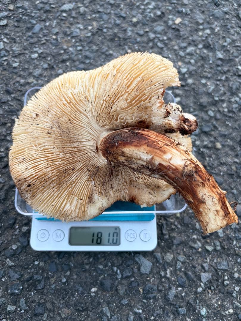 【訳あり】　　国産松茸　　180g 徳島県産