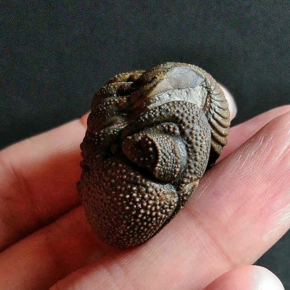 Ｍｏｒｏｃｏｐｓ ｆｏｒｔｅｙｉ