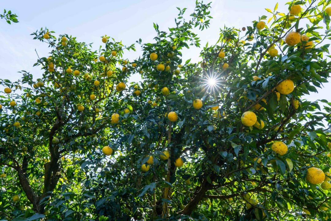 rugosa高知県産本柚子約20kg　農薬：栽培期間中不使用