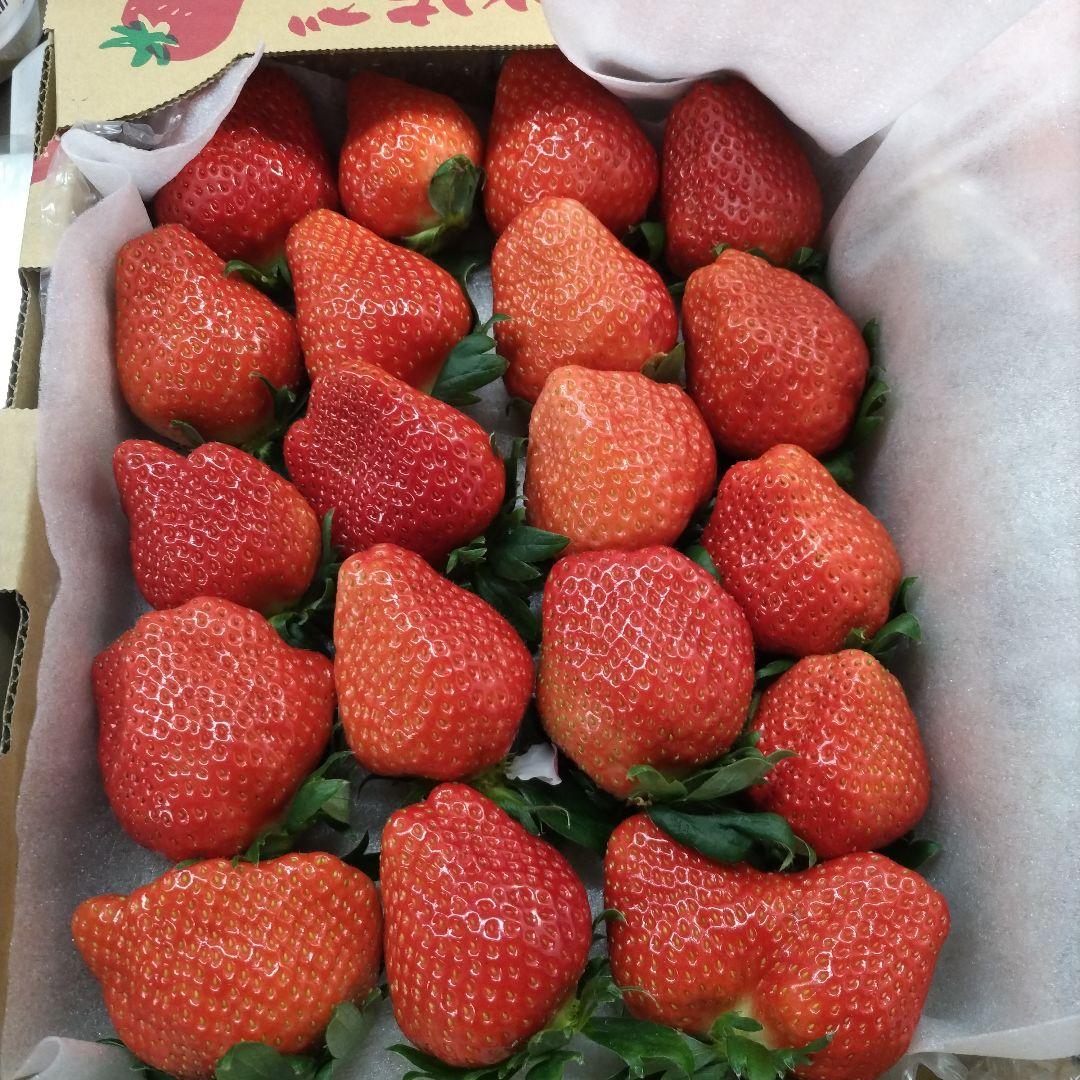 いちご2アスカルビー大粒特大