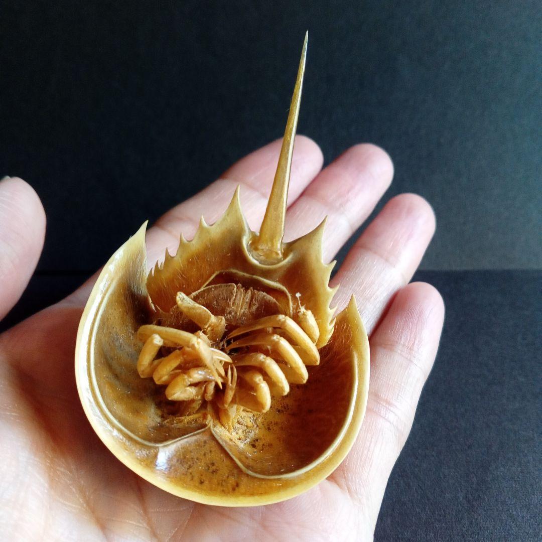 骨格標本　カブトガニ　「生きた化石」　三葉虫