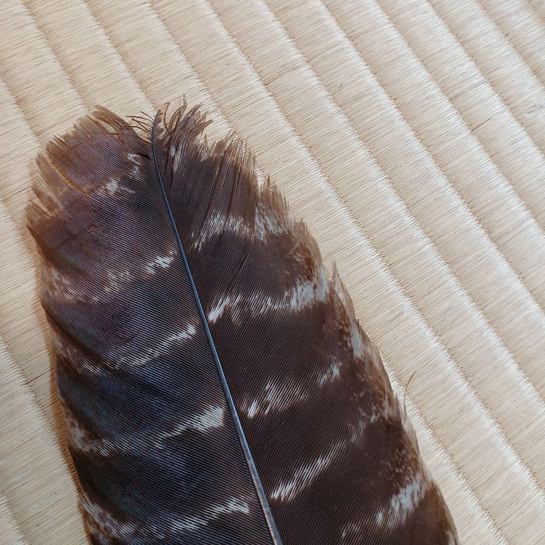 専用　色紙掛+季節の色紙、波兎蓋置一双、瀬戸水指、大津袋、津軽塗棗、灰さじ、羽箒