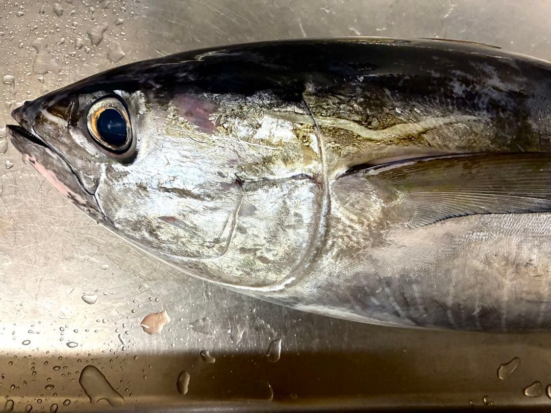 港直送 天然新鮮マグロ 約60cm 9キロ