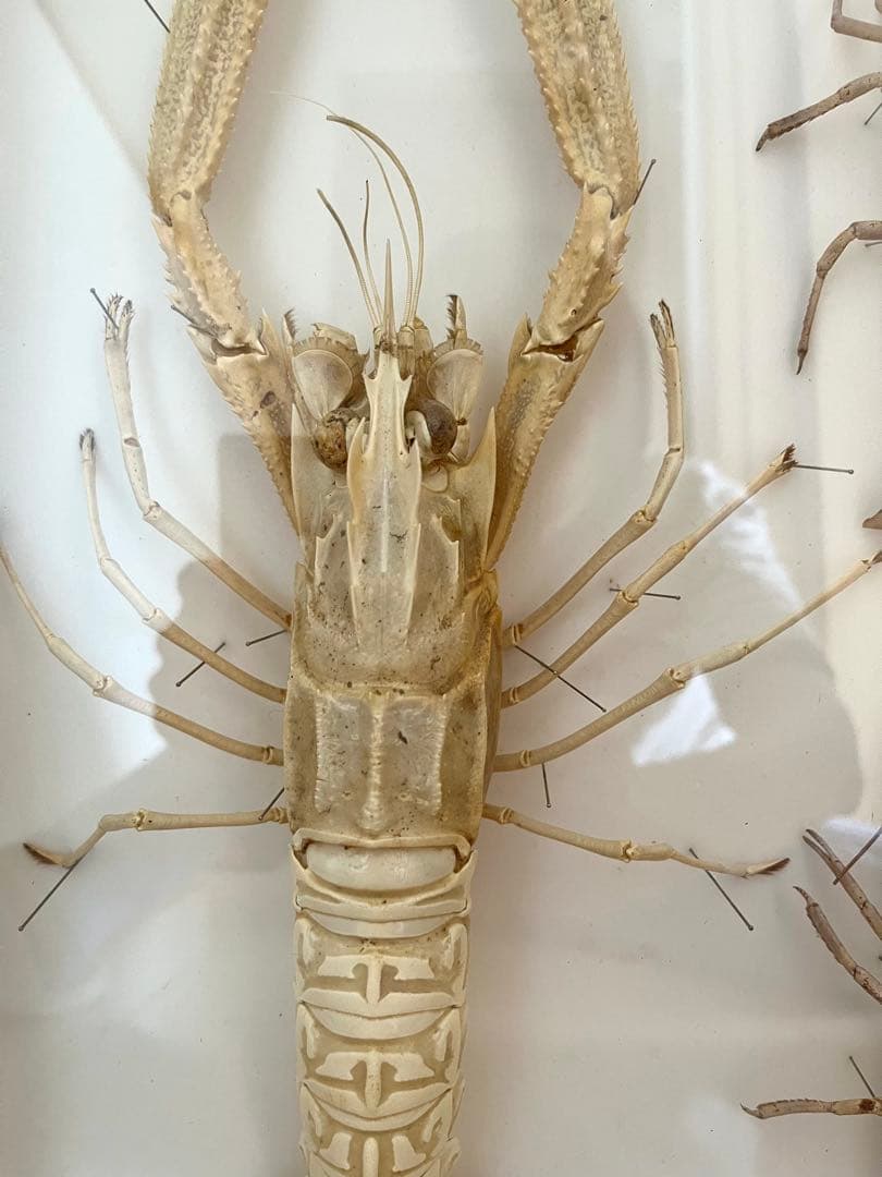 大アカザエビ　ウチダザリガニ 標本3体　ドイツ箱入り