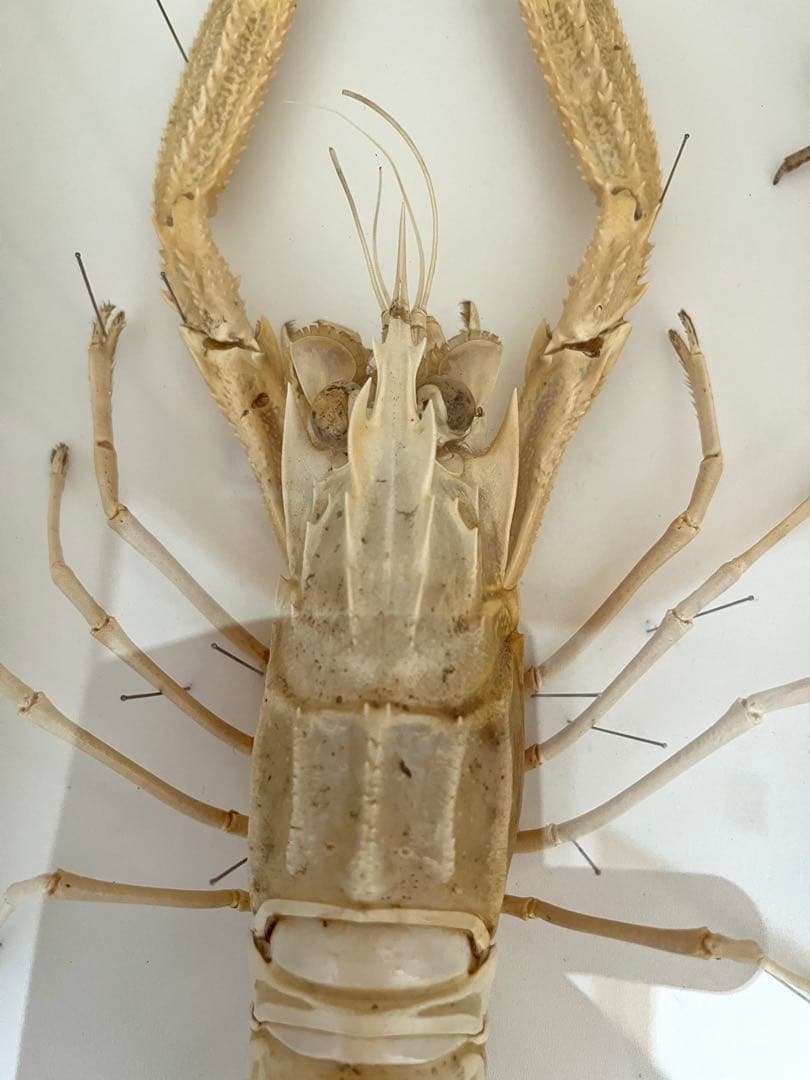 大アカザエビ　ウチダザリガニ 標本3体　ドイツ箱入り