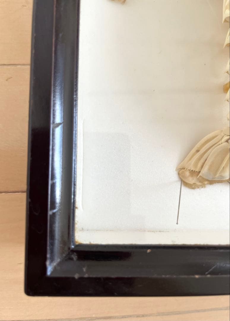 大アカザエビ　ウチダザリガニ 標本3体　ドイツ箱入り