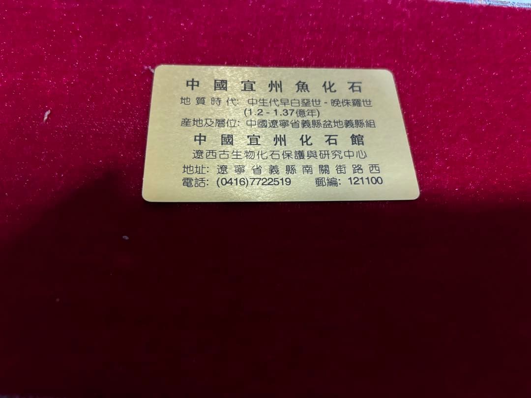 中国宣州魚化石