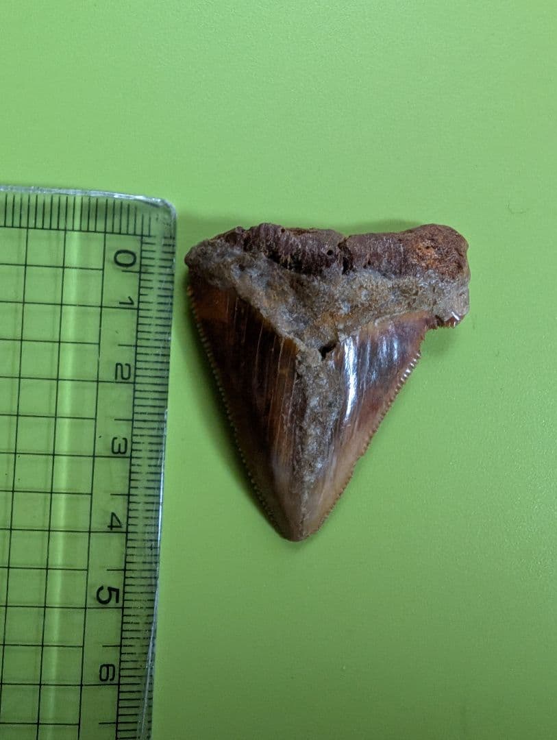 南米チリ産　サメの歯 化石 希少 マクラメ　ハンドメイド　標本　コレクション