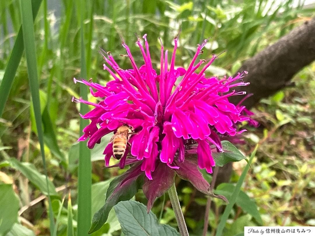【令7年】百花蜜 1000g 2本 長野県産 国産蜂蜜 生はちみつ 西洋蜜蜂