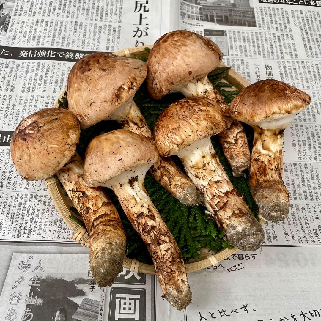 天然きのこ 松茸 国産 良品‼️ マツタケ まつたけ 森の凛さん採取 その129