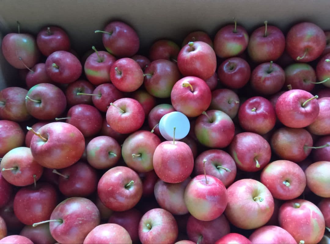 【ま】姫りんご　アルプス乙女　新潟県産　14kg