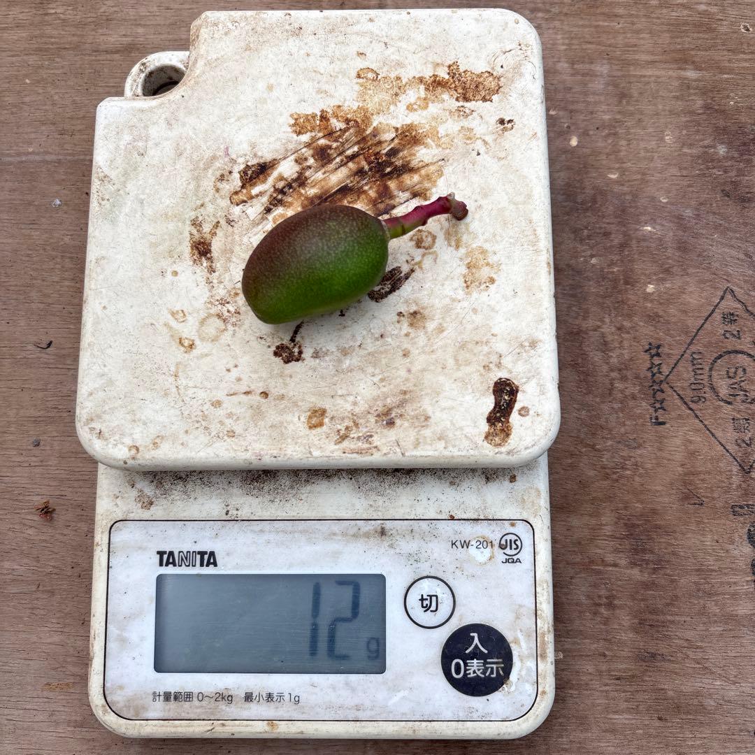 摘果マンゴー2/7❷