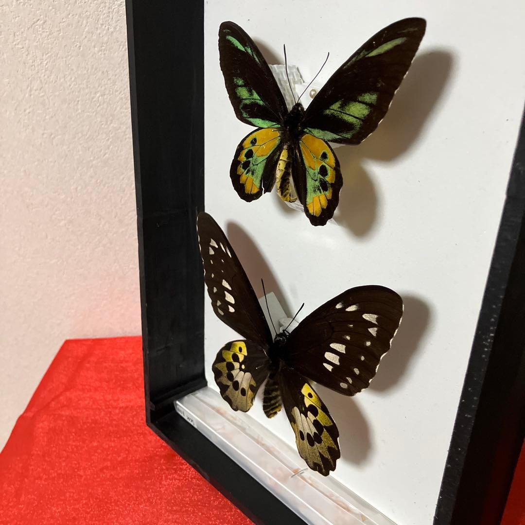 ロスチャイルドトリバネアゲハ♂♀