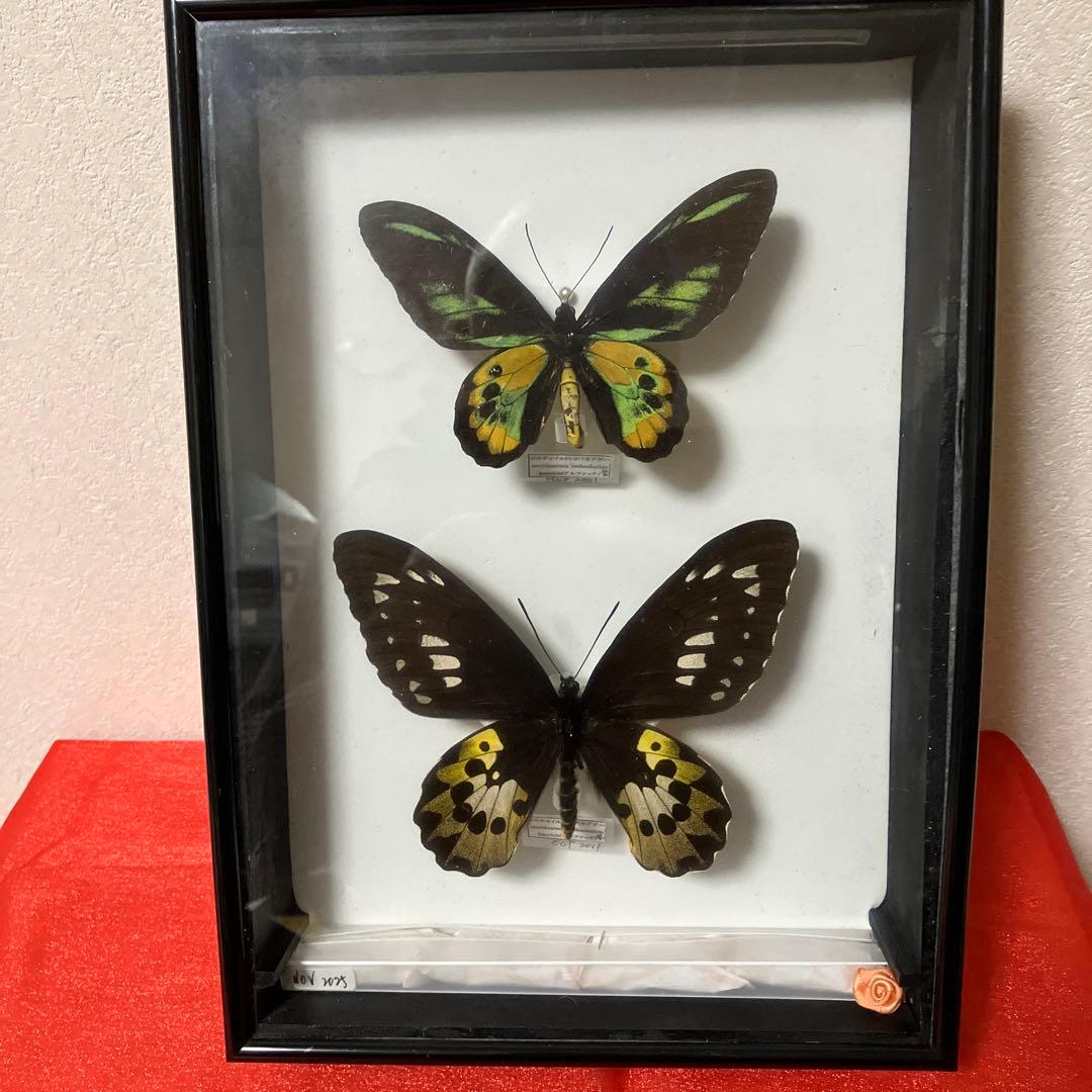 ロスチャイルドトリバネアゲハ♂♀