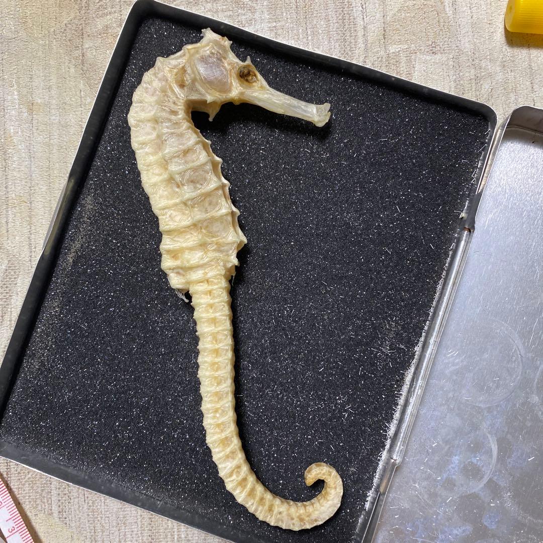 タツノオトシゴ 特大サイズ 魚 標本