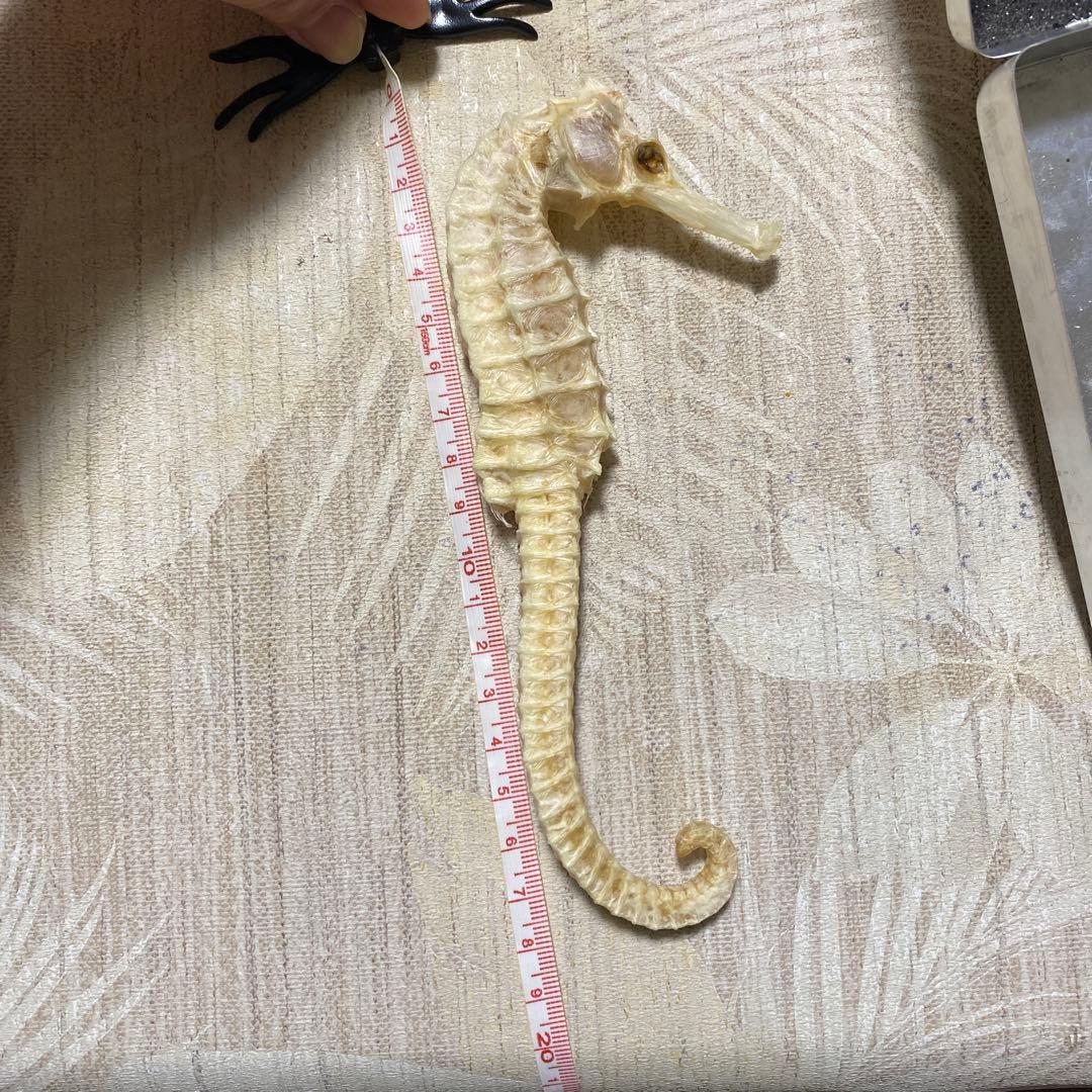 タツノオトシゴ 特大サイズ 魚 標本