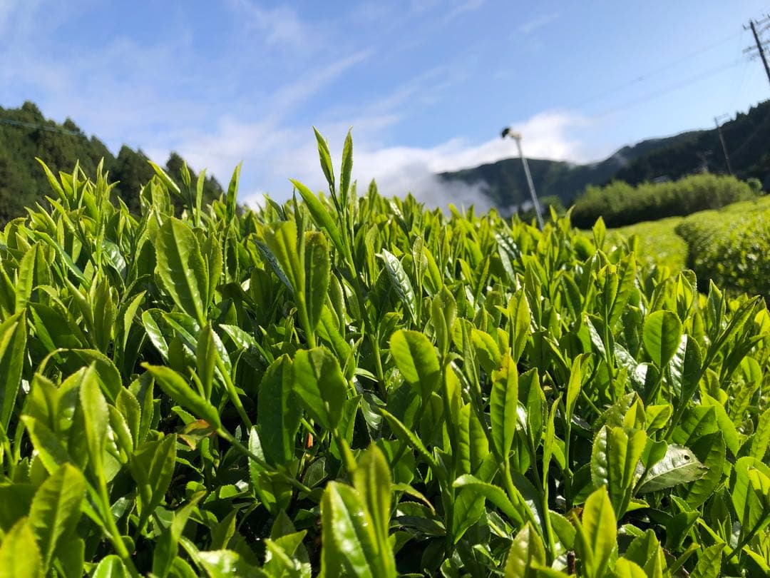 龍さん　100g×10袋 健康長寿の川根茶　農家直売　静岡茶