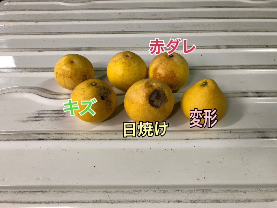 takachocono1ページ ☆文旦【高知県産】家庭用中玉10kg×2箱