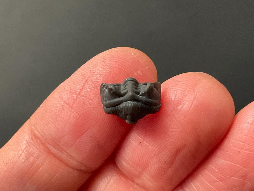 三葉虫 シュードキベレ・レムレイ [TB77] 化石 超希少種 レア