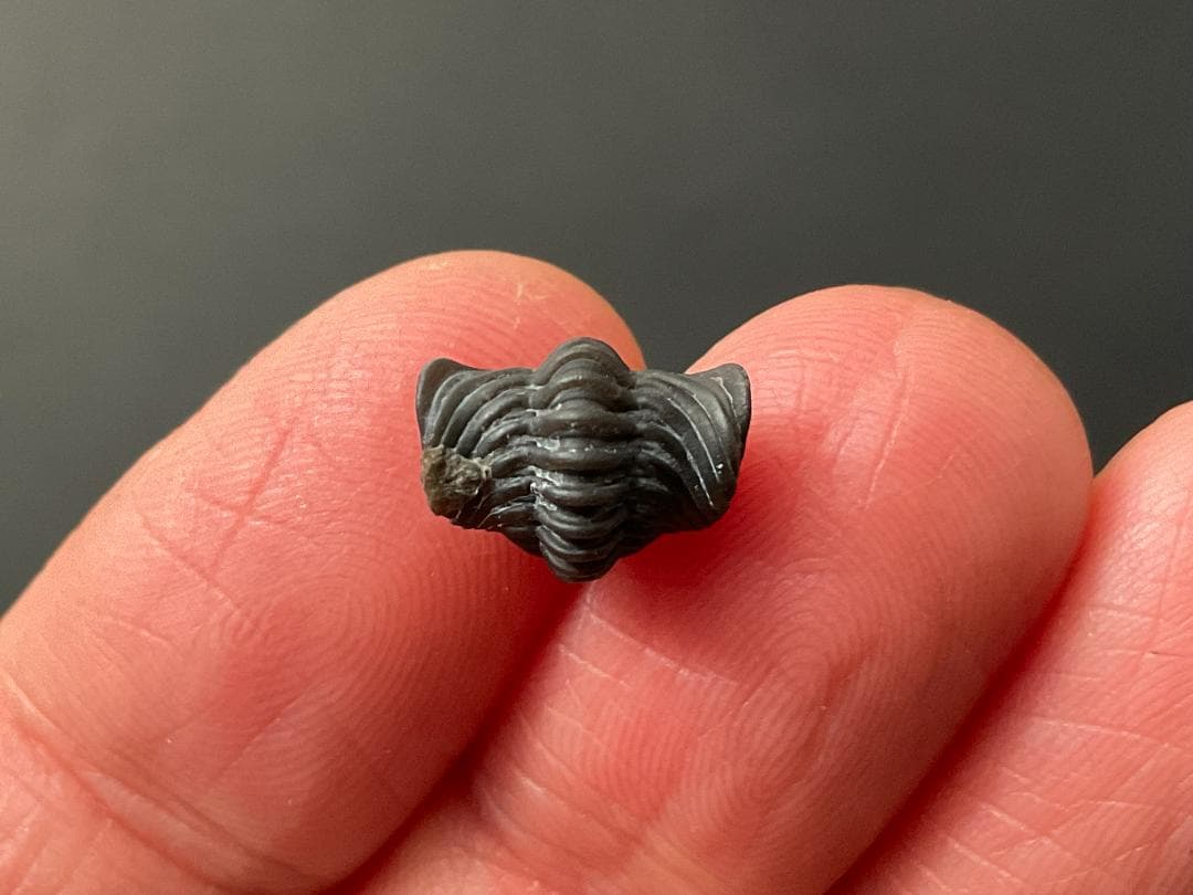 三葉虫 シュードキベレ・レムレイ [TB77] 化石 超希少種 レア