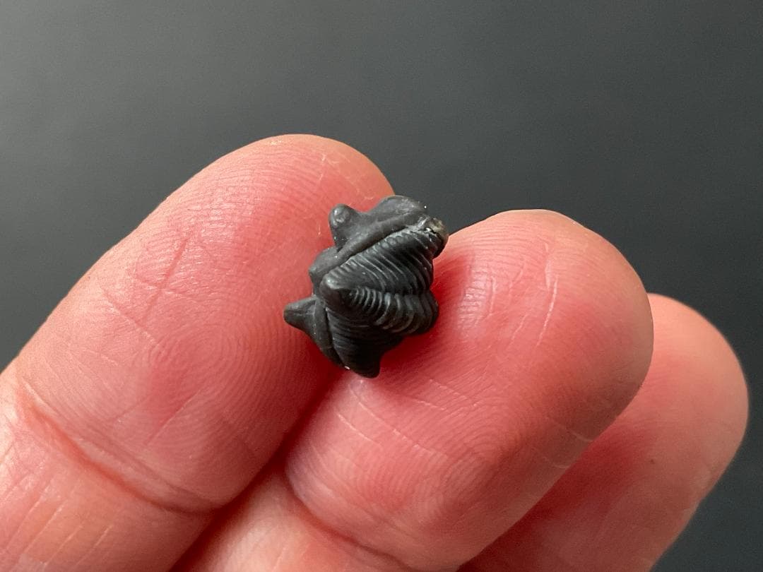 三葉虫 シュードキベレ・レムレイ [TB77] 化石 超希少種 レア