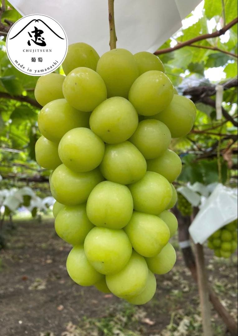シーズンラスト！優秀品シャインマスカット　6房　贈答　山梨　ぶどう