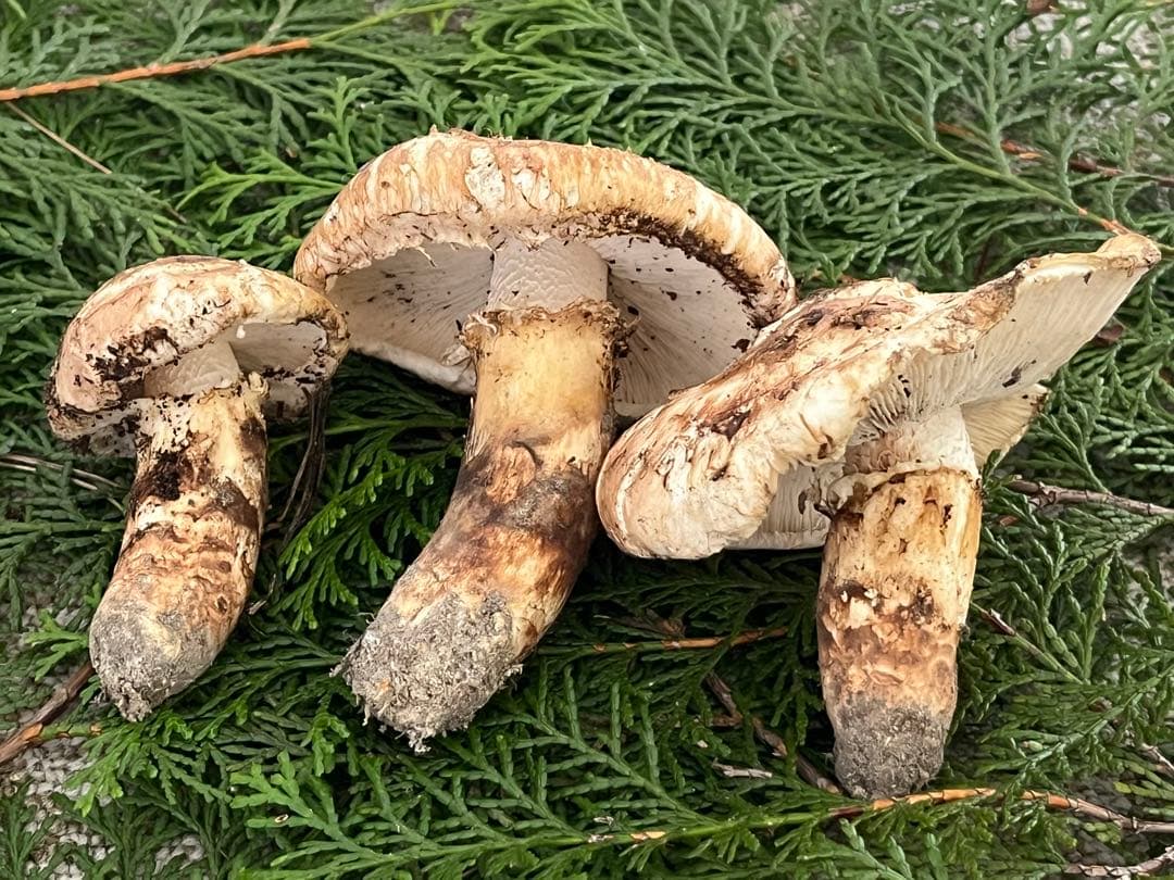 松竹梅　松茸　国産　山口県産　約180g 11月11日10時収穫