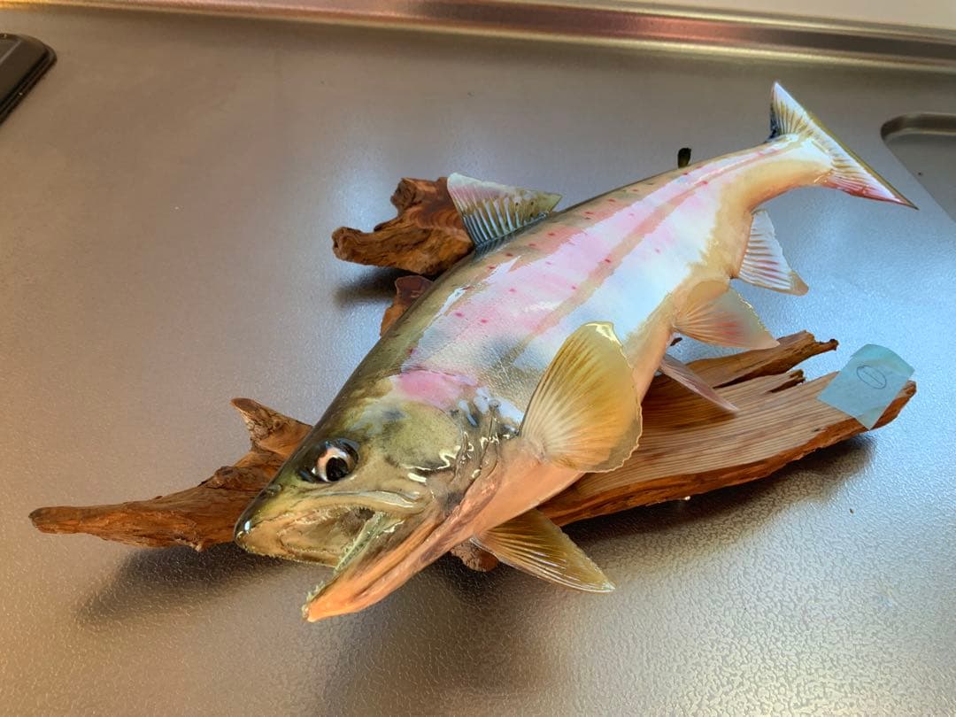 山女（天魚・アマゴ）の剥製380~90mm 尺オーバーsize…No1