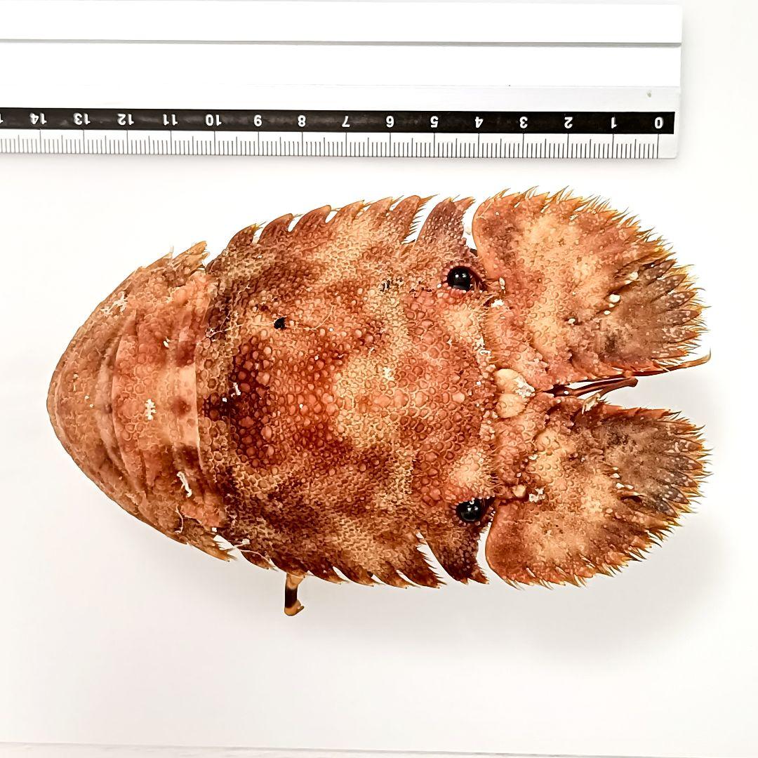 極美品【1点物】セミエビ 乾燥標本 色彩保存標本 関節可動