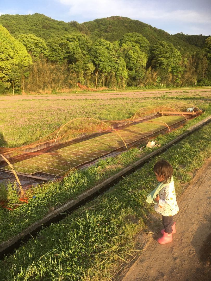 【れんげ米　玄米10.0kg コシヒカリ又はあさひの夢】　栽培期間中農薬不使用