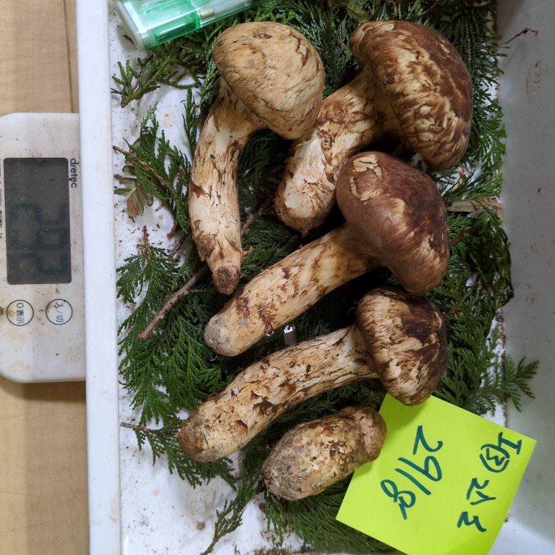 和歌山松茸 新鮮朝市　込み込み　291㌘