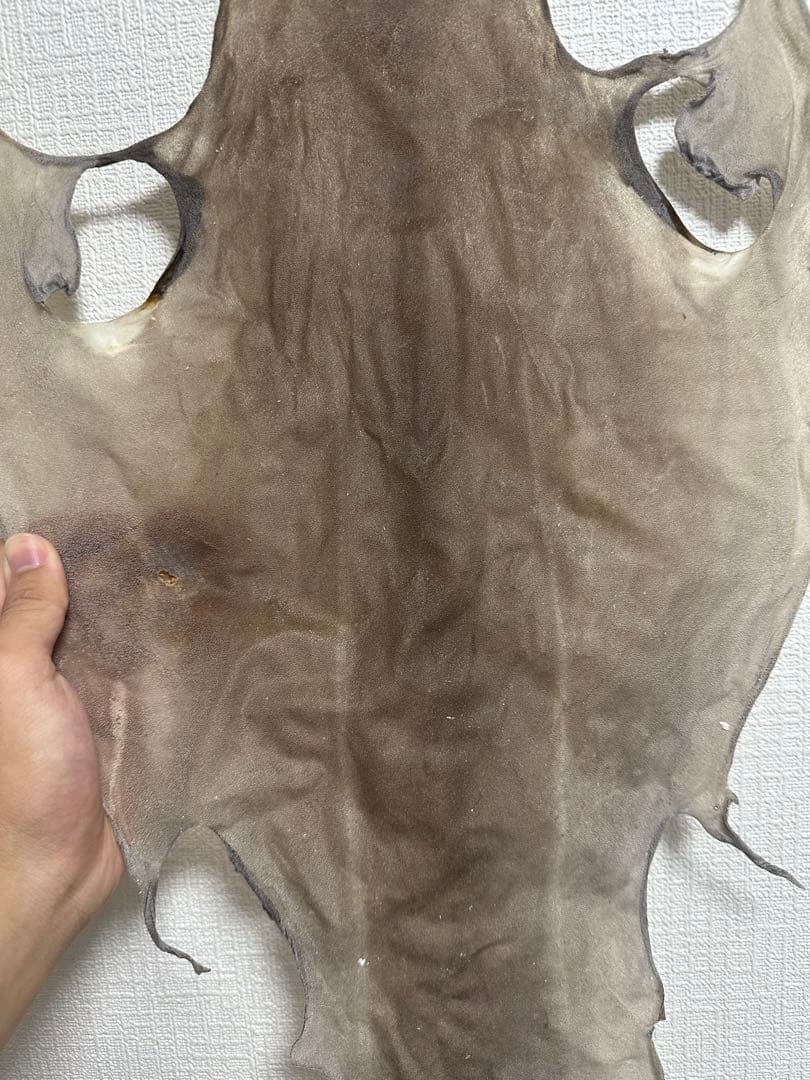 カグラザメ 全身 皮