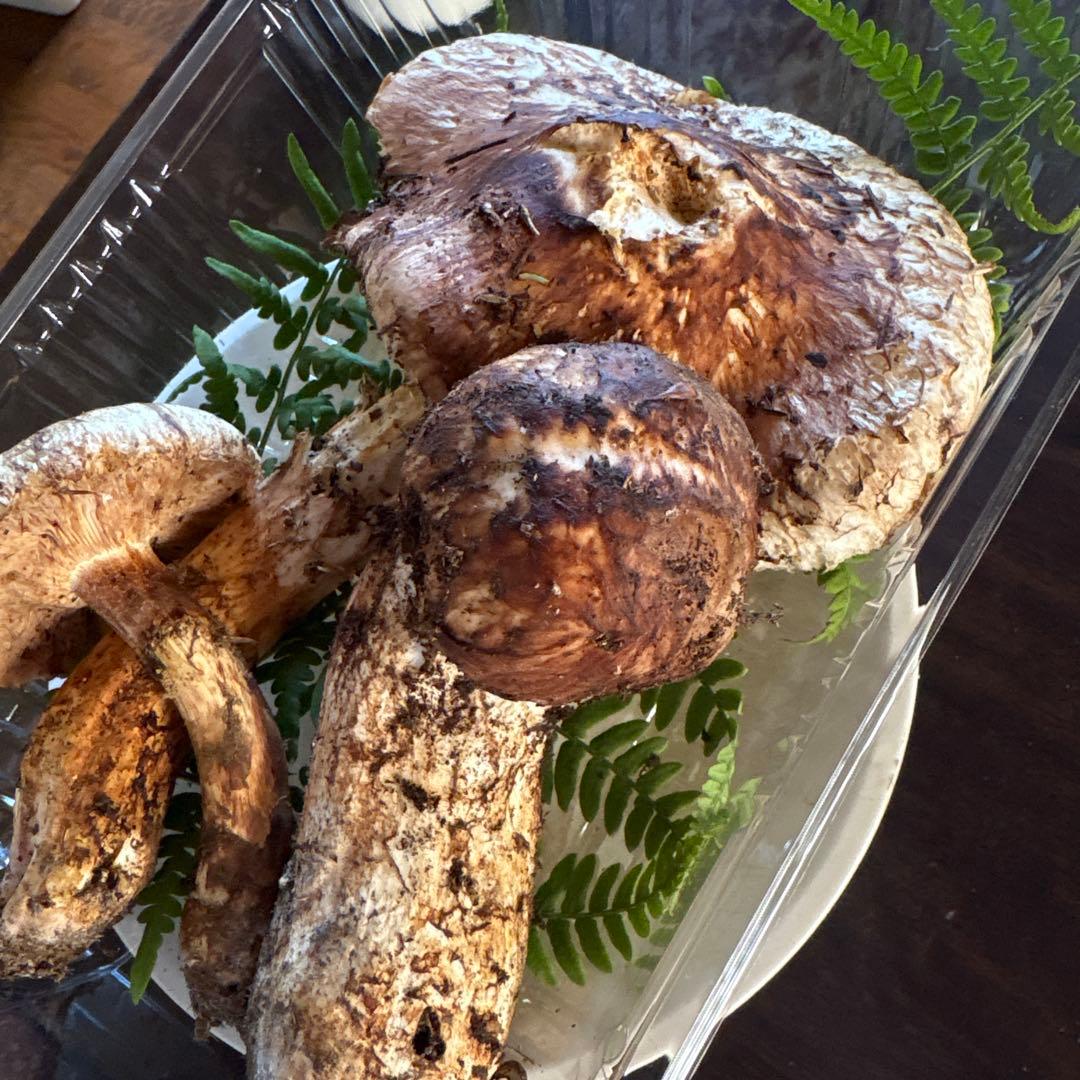 【訳あり】松茸　230g 信州長野県産