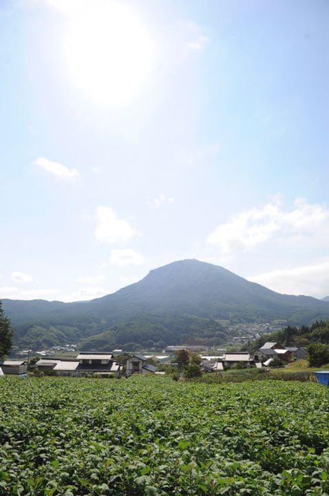 【長野県産ヤーコン】生芋10ｋｇ　【送料無料】自然栽培　農薬不使用　肥料不使用