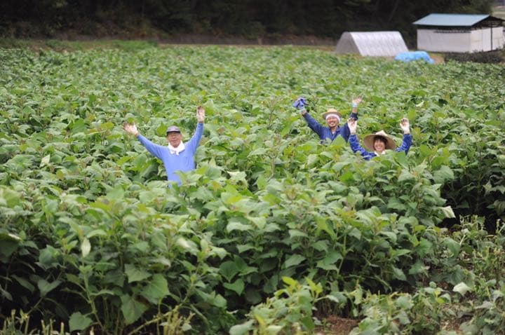 【長野県産ヤーコン】生芋10ｋｇ　【送料無料】自然栽培　農薬不使用　肥料不使用