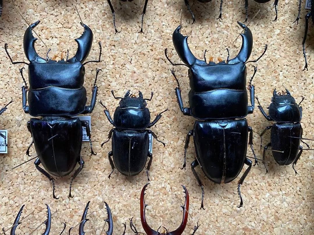 クワガタ多数　大型標本
