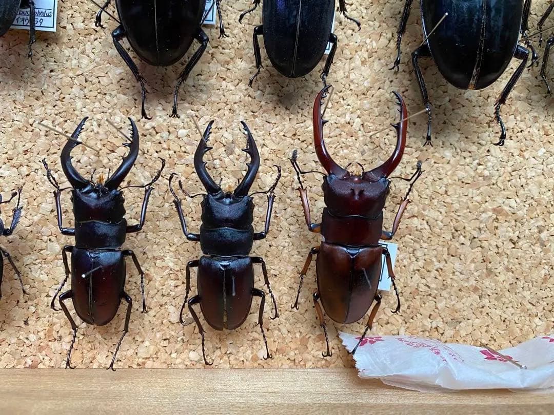 クワガタ多数　大型標本